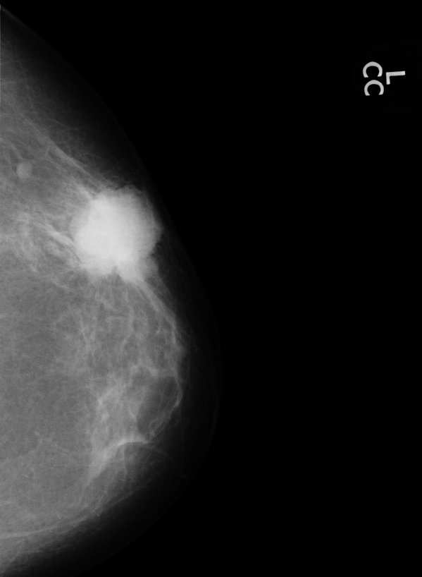 Фото круглые большие попы жопы раком спортсменок женщин